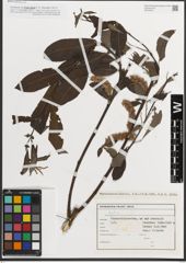 Foto von Salix L.